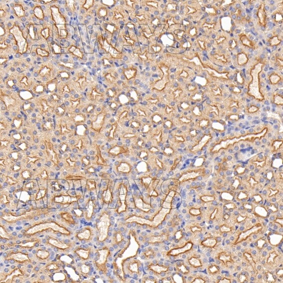 Myosin 9 Ab