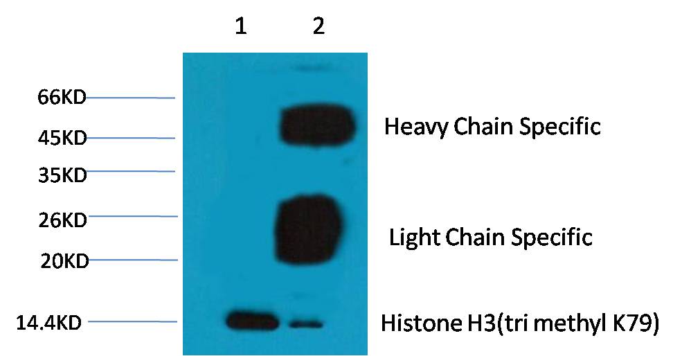 TriMethyl-Histone H3 (K79) Ab