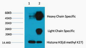DiMethyl-Histone H3 (K27) Ab