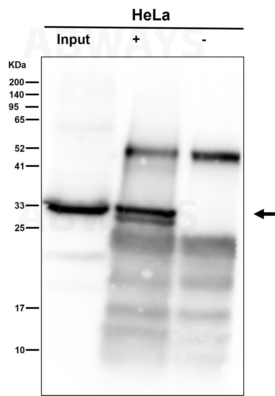 CDK1 Ab