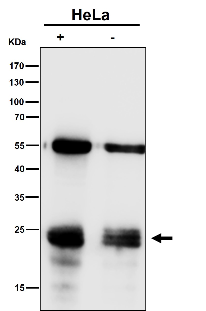 CD3 epsilon Ab
