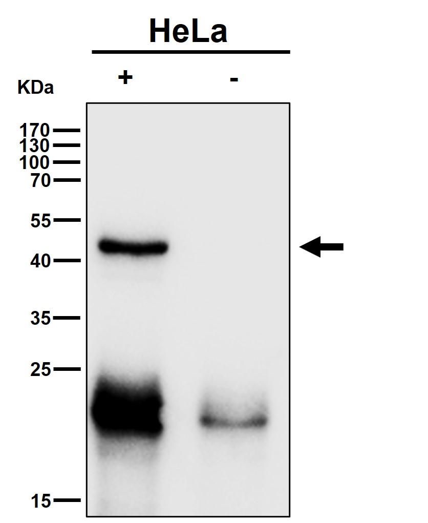 HDAC3 Ab