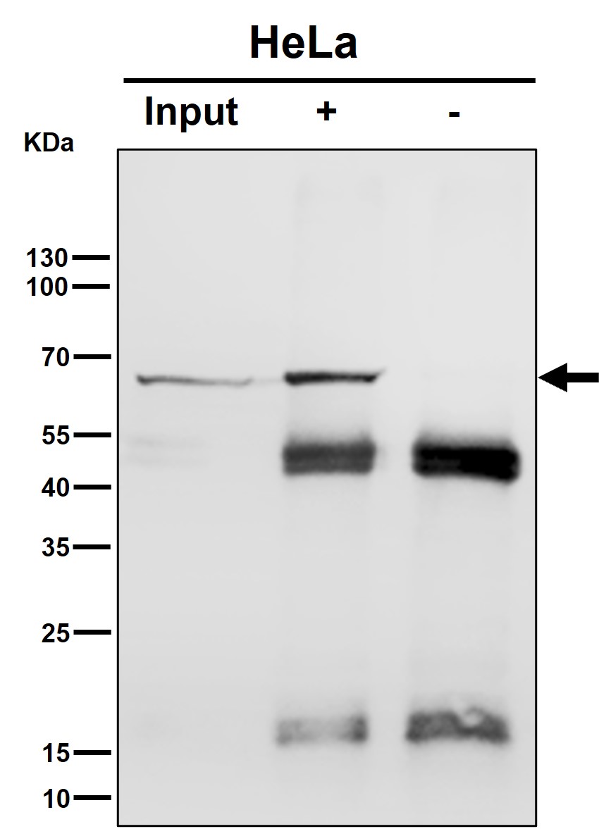 Hsp70 Ab