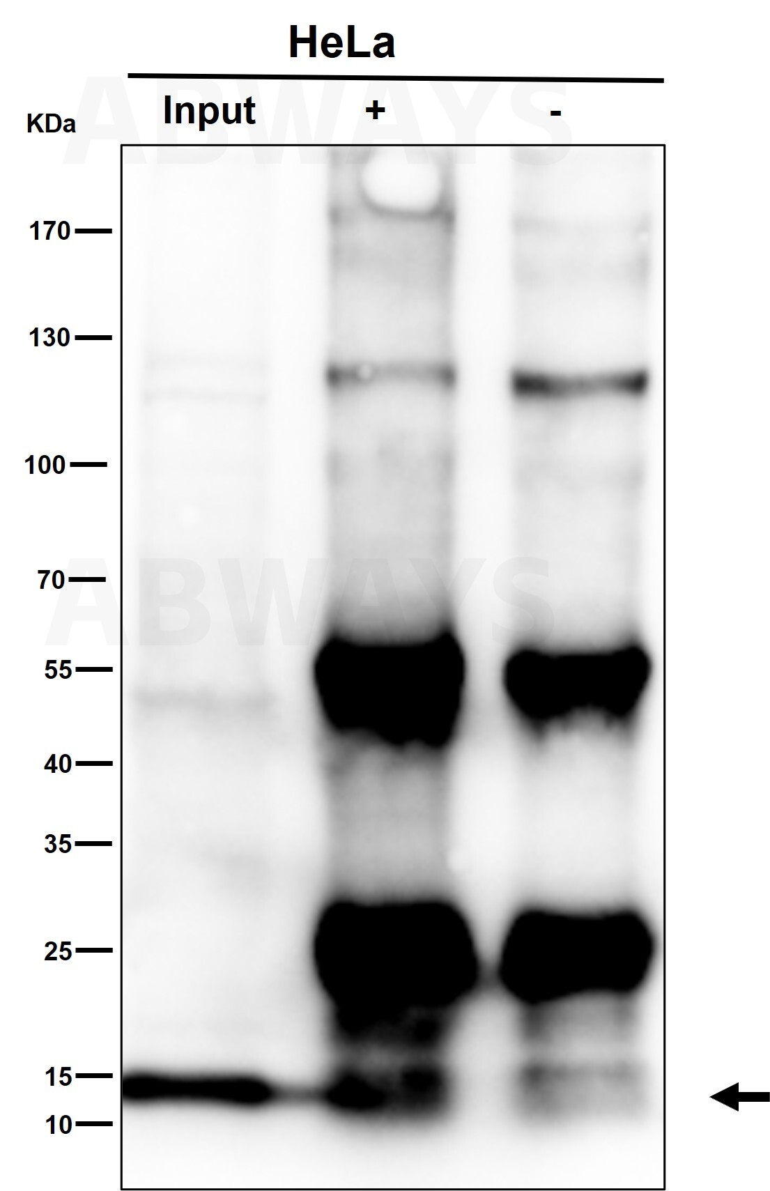 Cytochrome C Ab