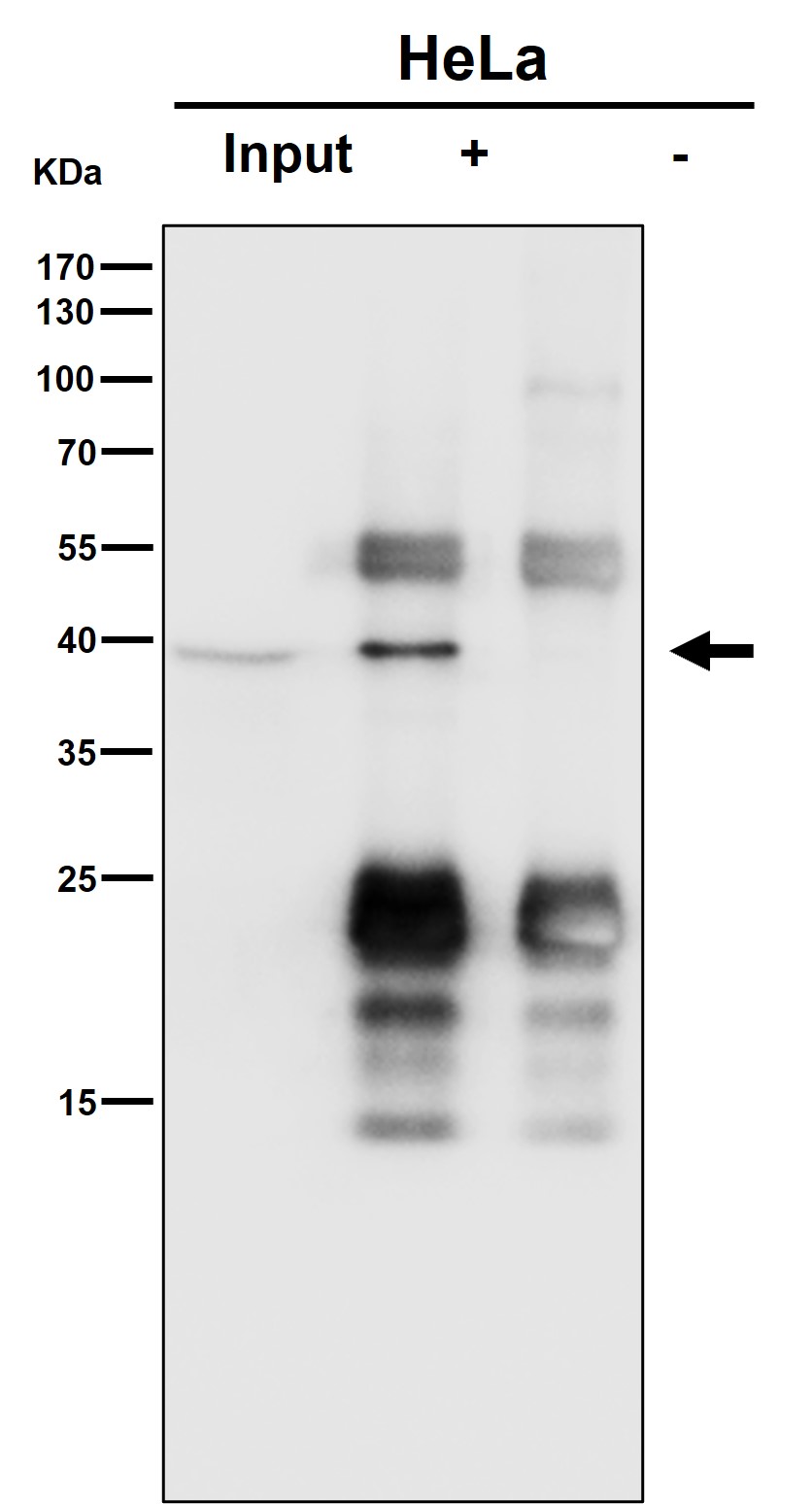 SLP 2 Ab