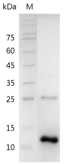 Recombinant BMP-11 (Bone morphogenetic protein-11), Human, AF