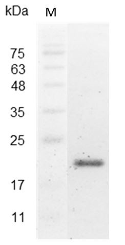 Recombinant IL-28B (Interleukin-28B), Mouse, AF