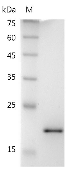 Recombinant TRAIL (TNF-related apoptosis-inducing ligand), Mouse, AF