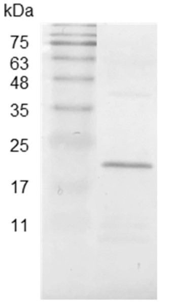 Recombinant BMP-4 (Bone morphogenetic protein-4), Swine ,AF