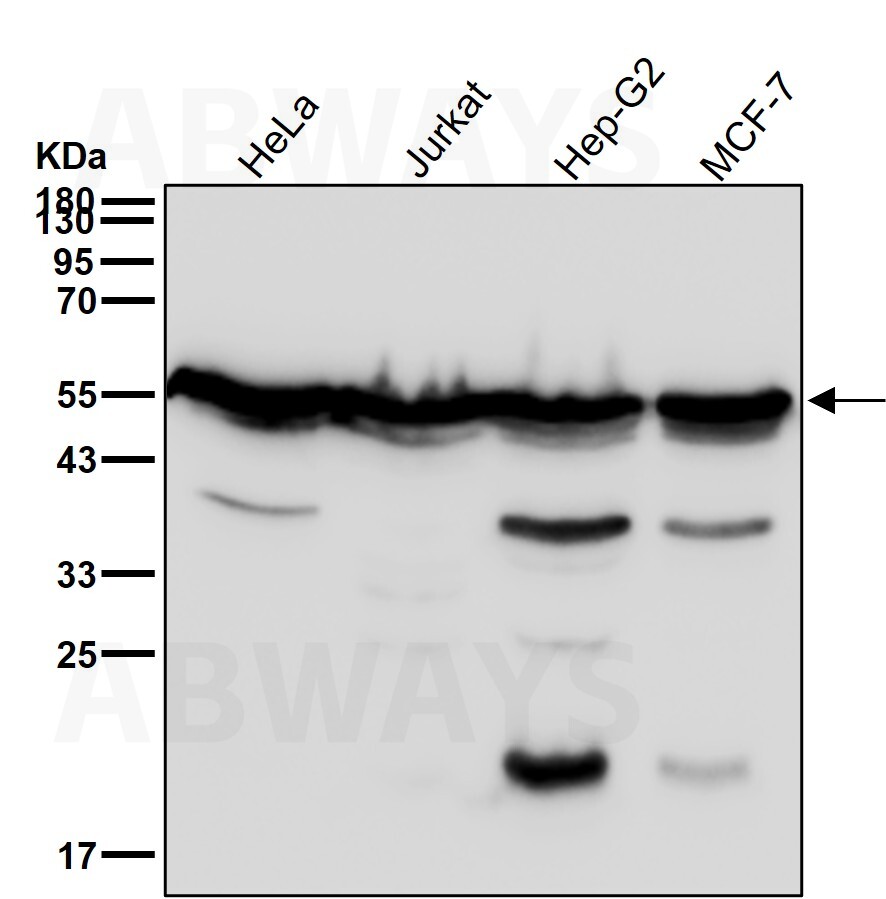 beta Tubulin Ab