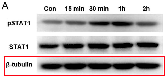 beta Tubulin Ab