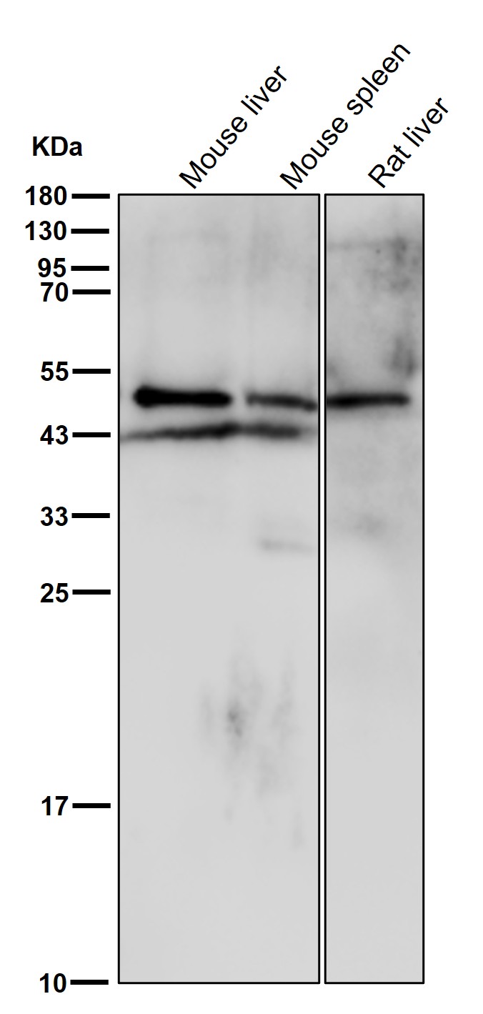beta III Tubulin Ab