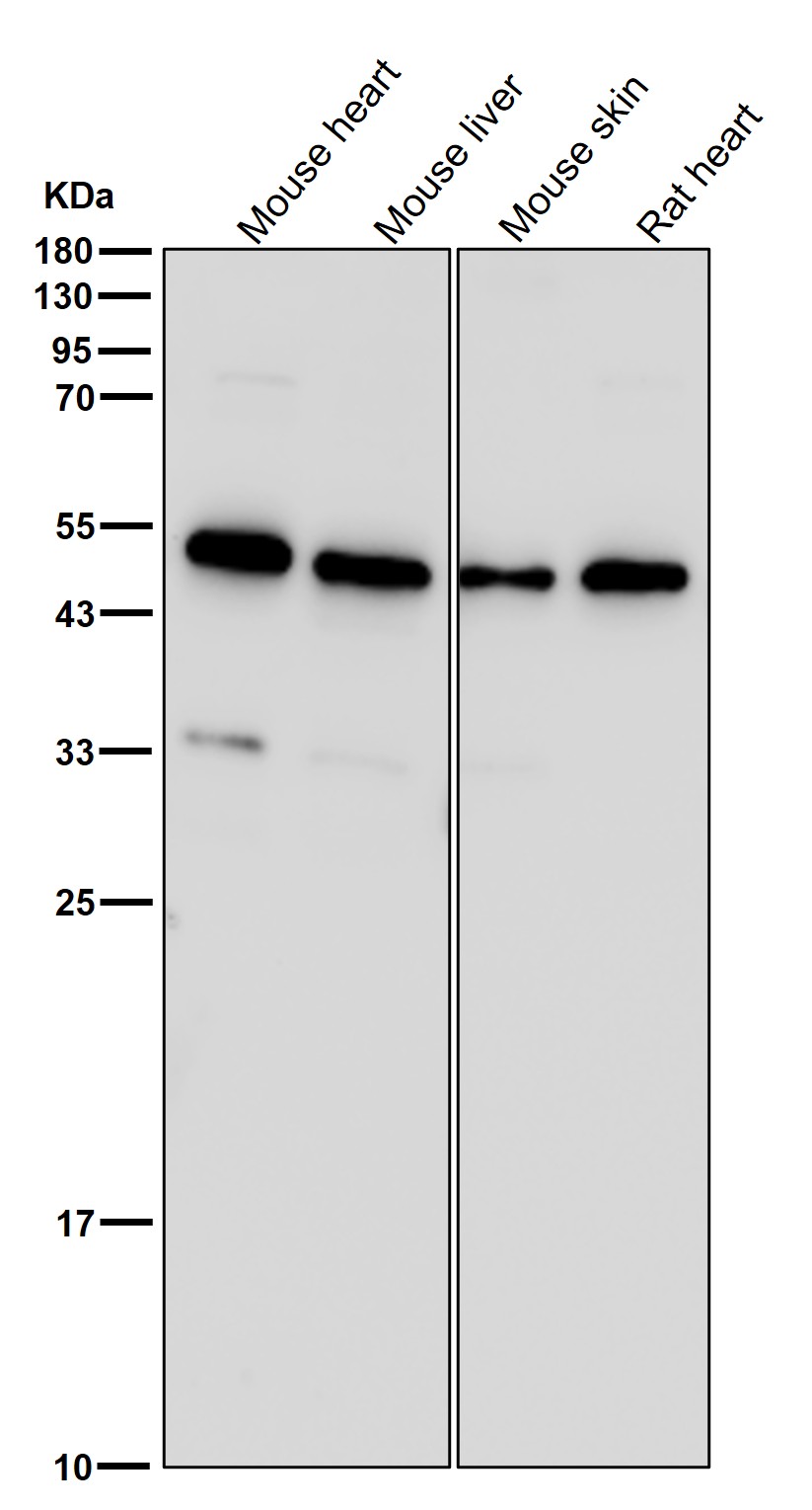 beta Tubulin Ab