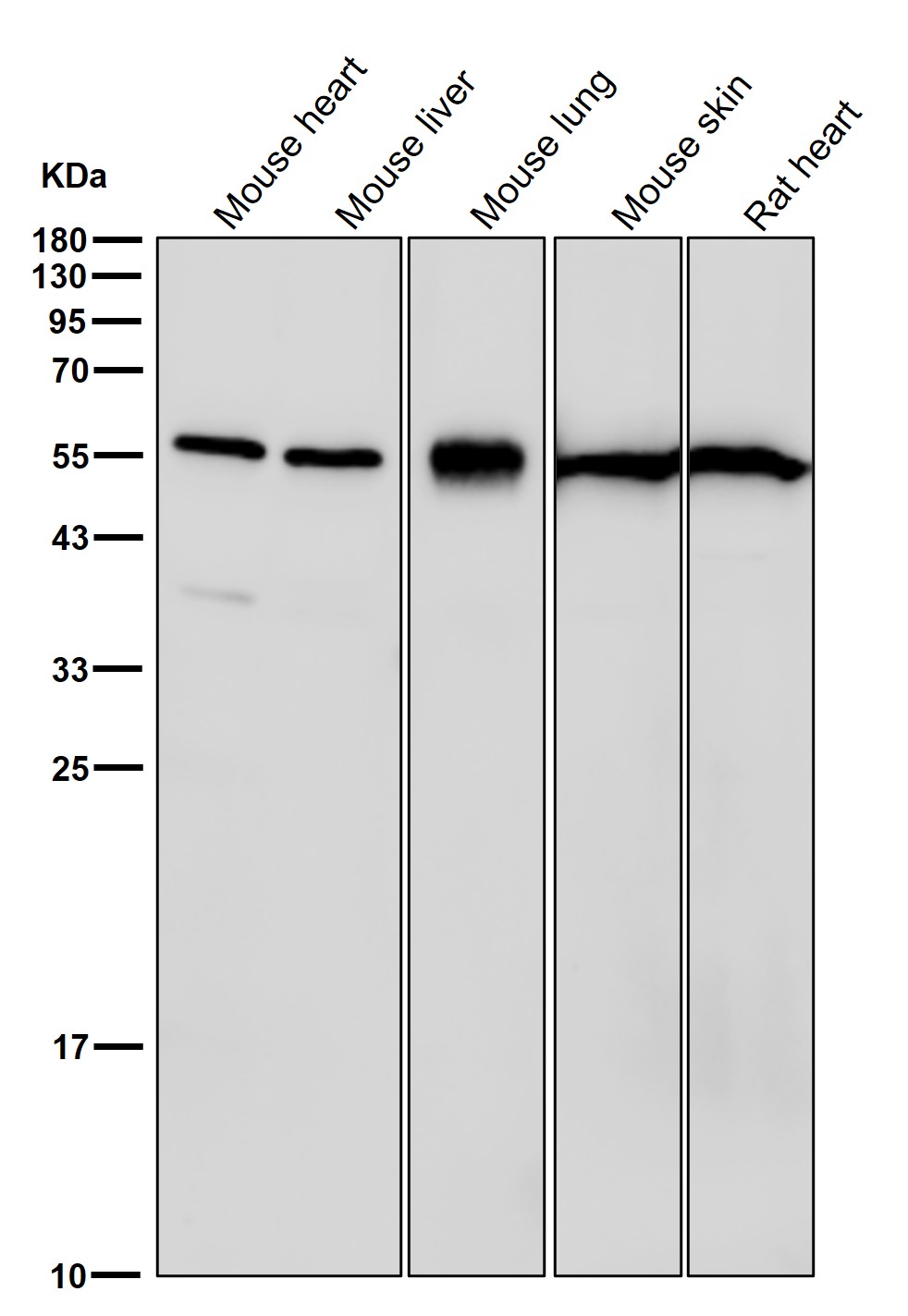 beta Tubulin Ab