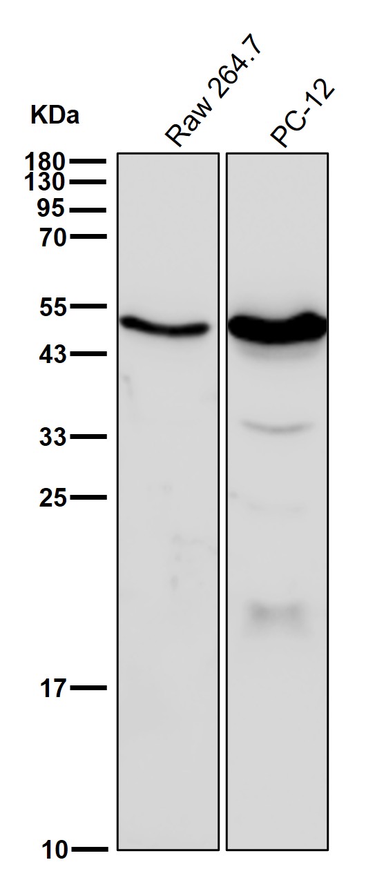 beta Tubulin Ab