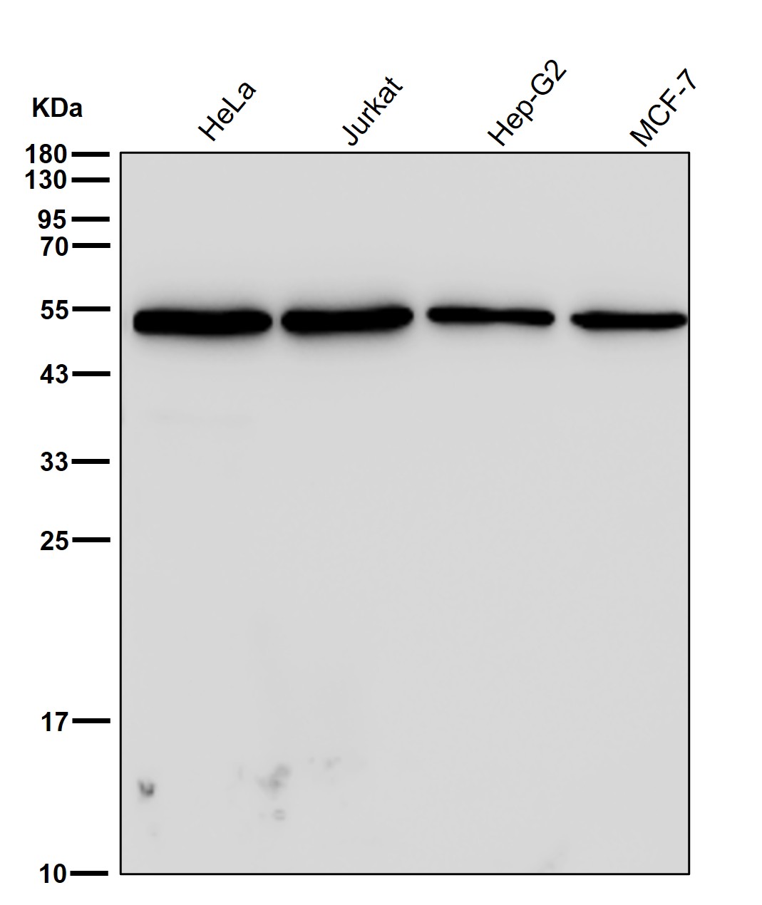 beta Tubulin Ab