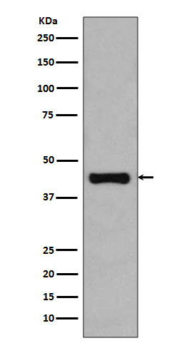 Flag tag Ab（HRP）