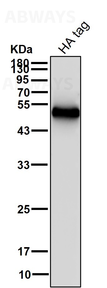 HA tag Ab (HRP)