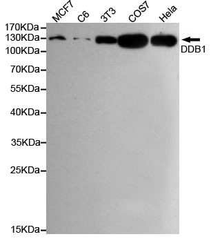 DDB1 Ab