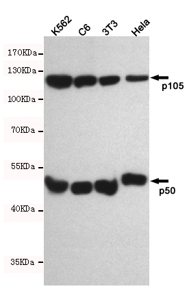 NF-kB p50 Ab