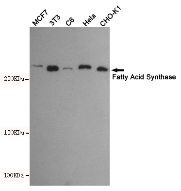 Fatty acid synthase Ab