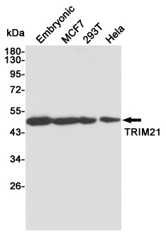TRIM21 Ab
