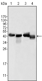 Apolipoprotein A4 Ab