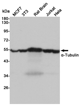 alpha 1B Tubulin Ab