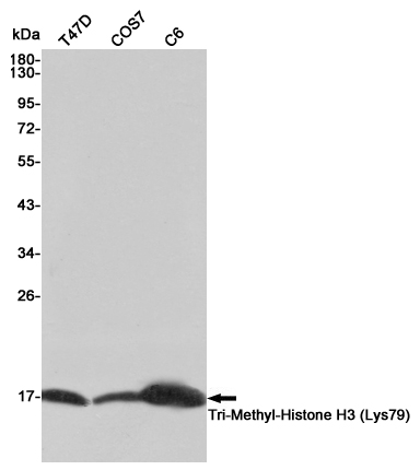 TriMethyl-Histone H3 (K79) Ab