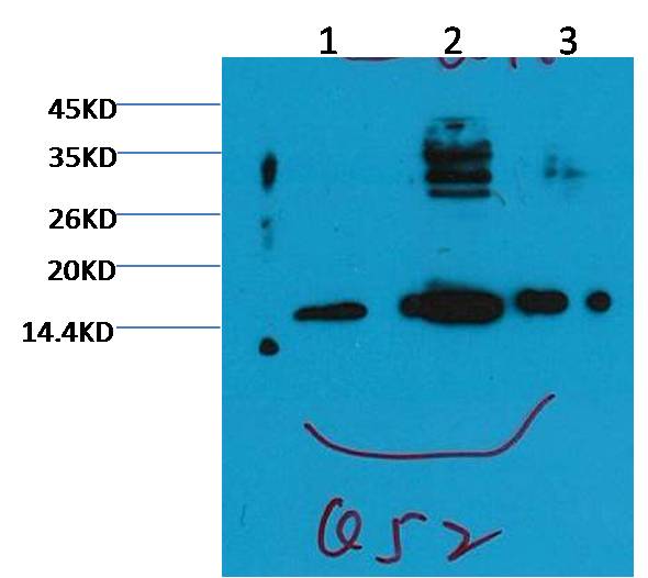 TriMethyl-Histone H3 (K79) Ab
