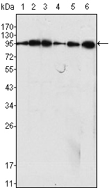 Dynamin 1 Ab