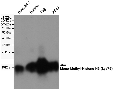 MonoMethyl-Histone H3 (K79) Ab