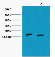 MonoMethyl-Histone H3 (K79) Ab