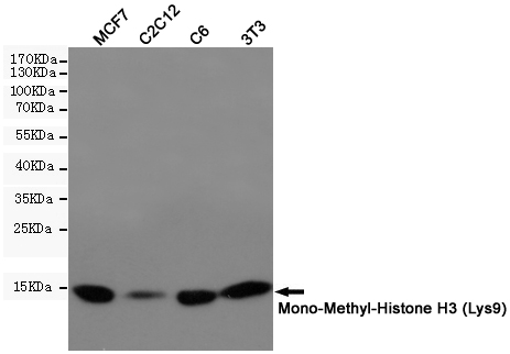 MonoMethyl-Histone H3 (K9) Ab