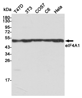 eIF4A1 Ab