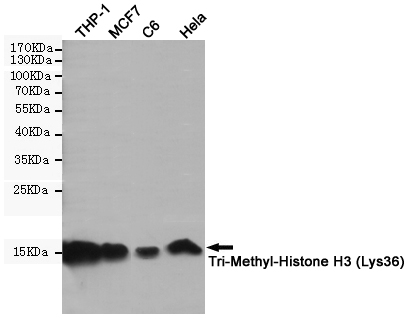 TriMethyl-Histone H3 (K36) Ab