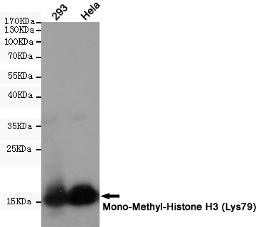 MonoMethyl-Histone H3 (K79) Ab