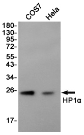 CBX5 Ab