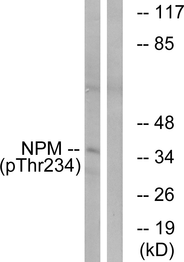 p-Nucleophosmin (T234) Ab