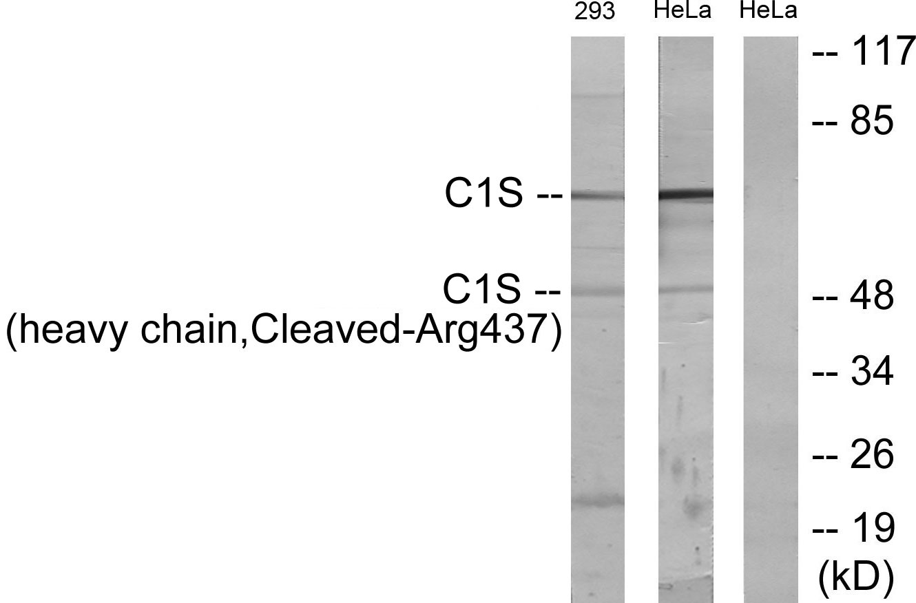 Cleaved-C1S (R437) Ab