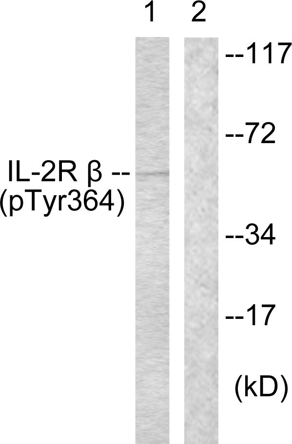p-IL 2 receptor beta (Y364) Ab
