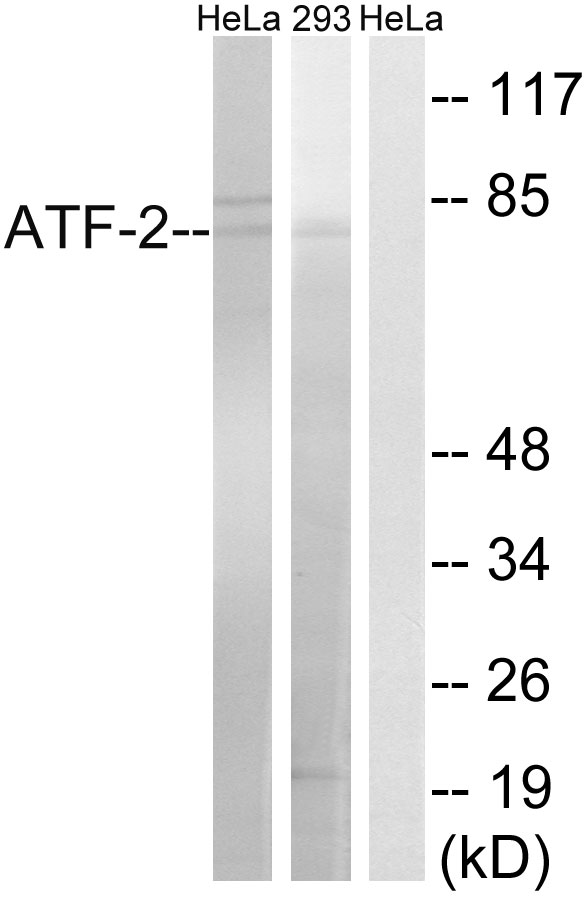 ATF2 Ab