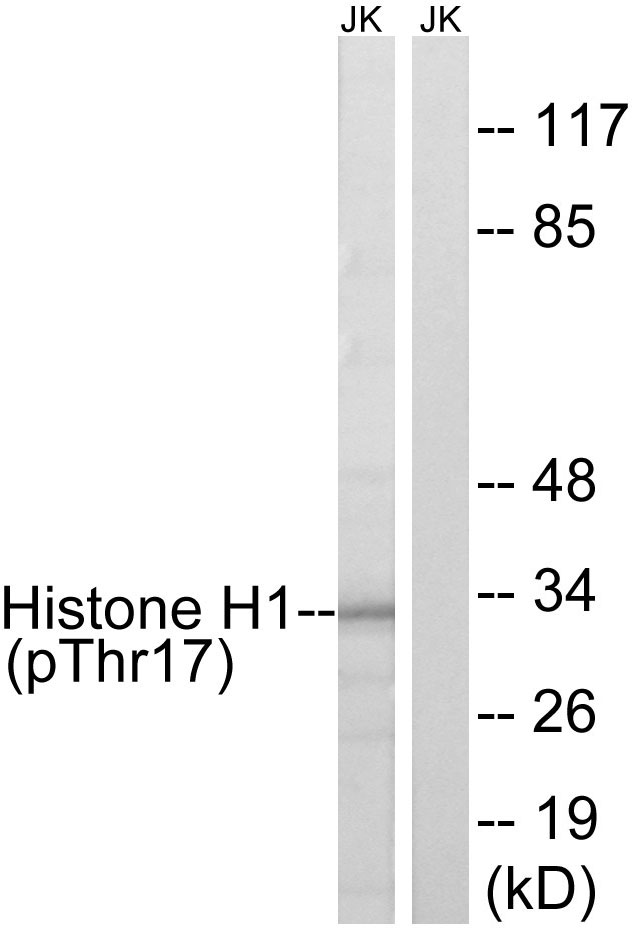 p-Histone H1.3/1.4 (T17) Ab