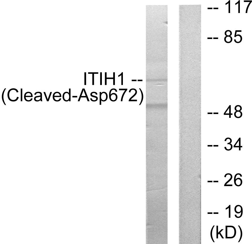 ITI heavy chain H1 Ab