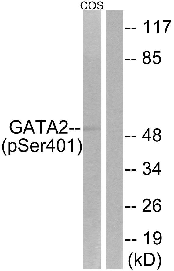 p-GATA2 (S401) Ab