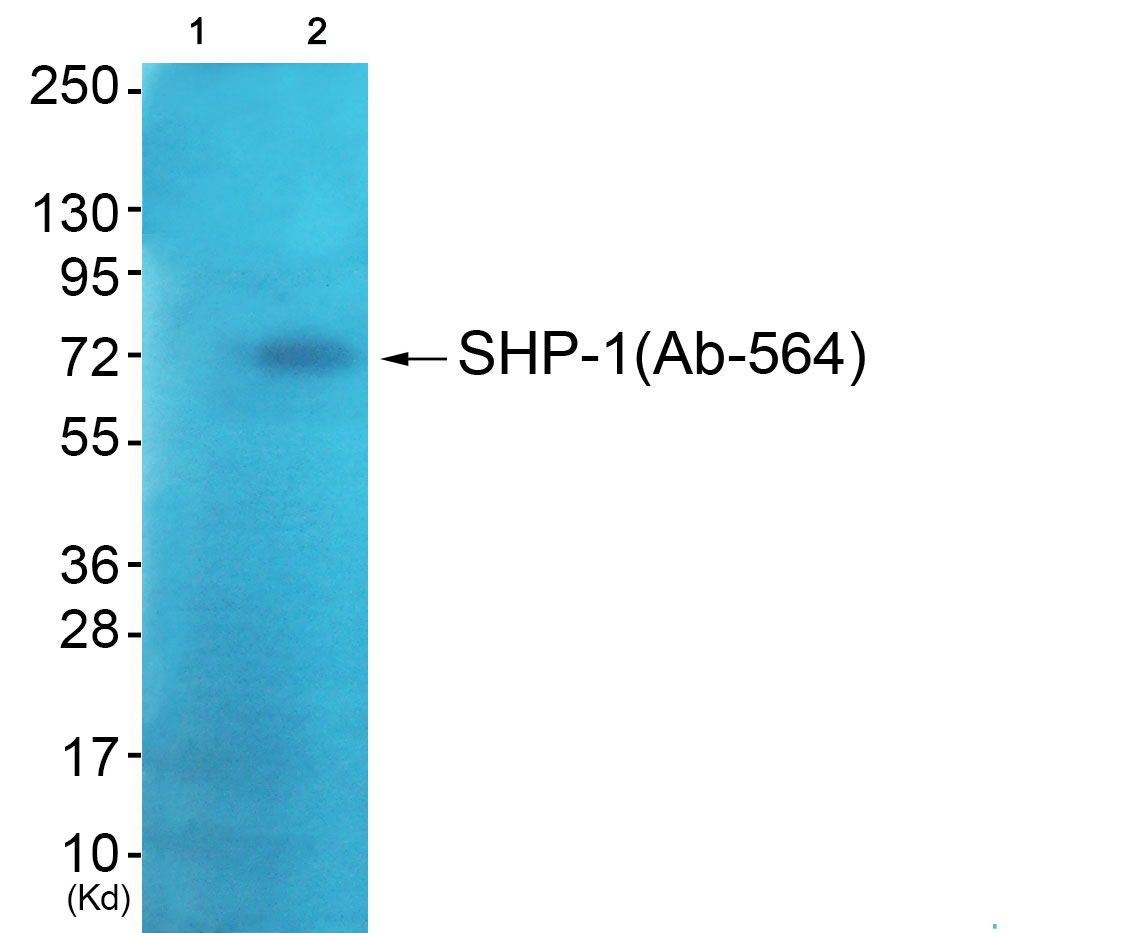 SHP1 Ab