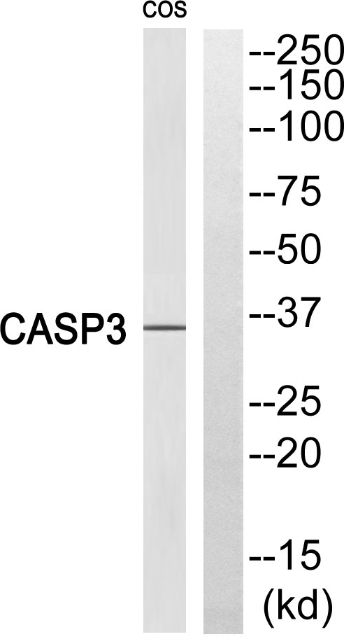 Cleaved-Caspase 3 p17 Ab