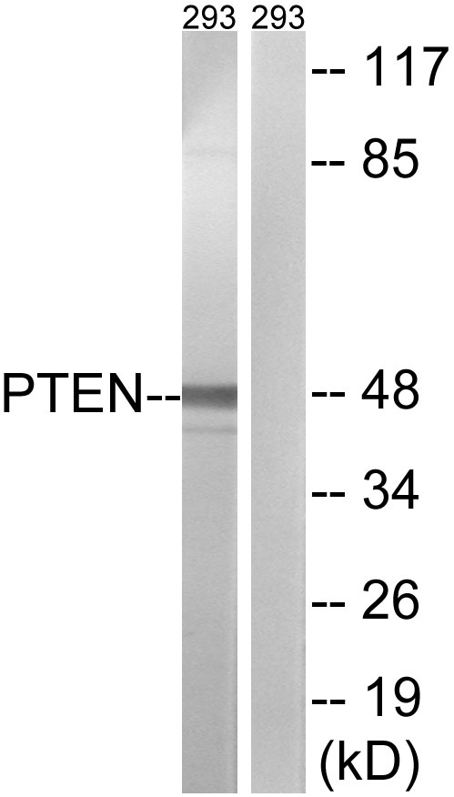 PTEN Ab
