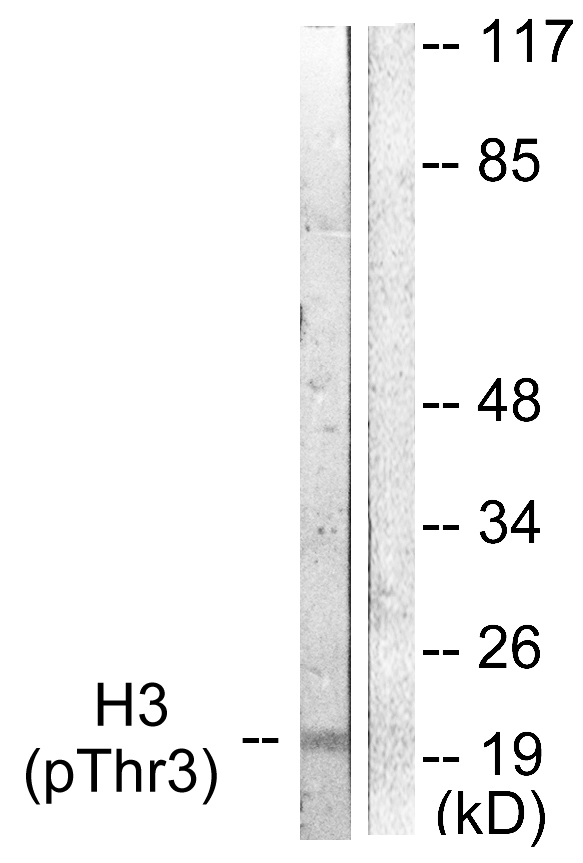 p-Histone H3 (T3) Ab
