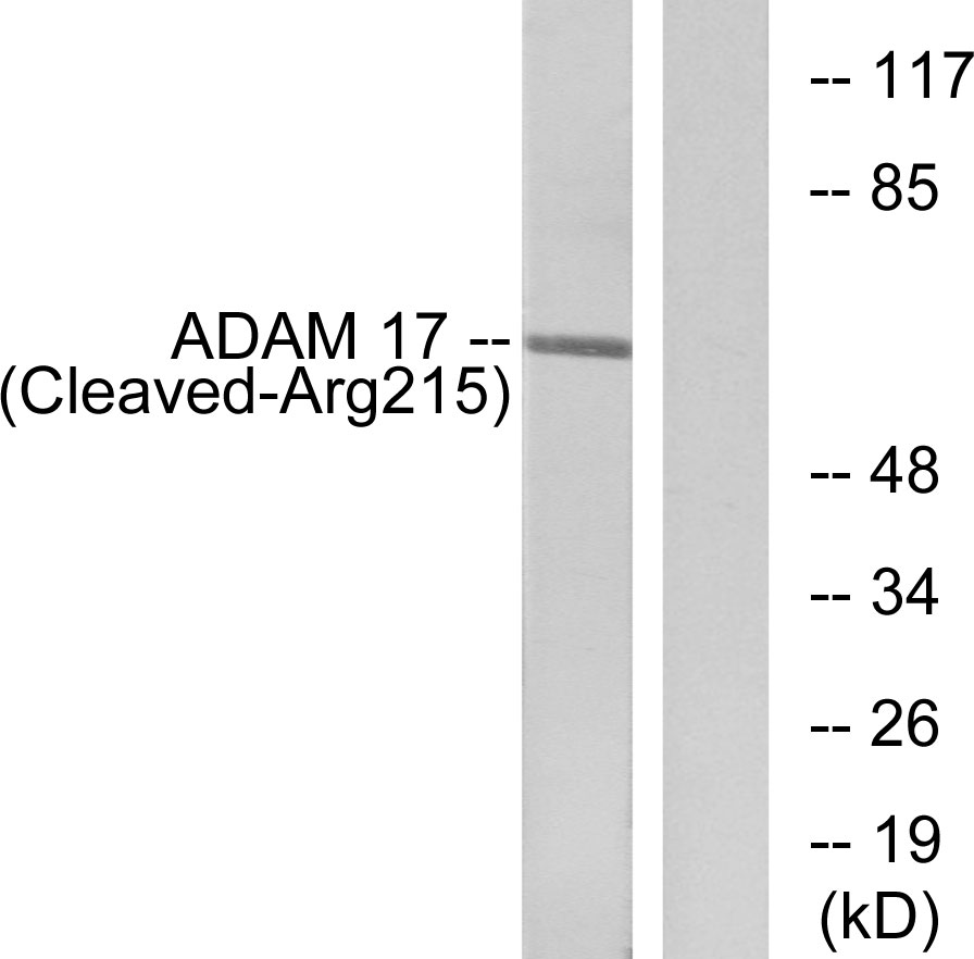 Cleaved-ADAM 17 (R215) Ab